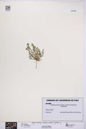 Cistanthe arenaria [Espécimen: UCH:EIF:0008388]