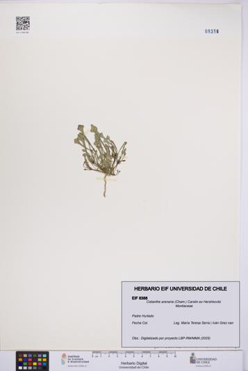 Cistanthe arenaria [Espécimen: UCH:EIF:0008388]