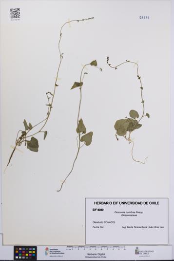 Dioscorea humifusa [Espécimen: UCH:EIF:0008389]