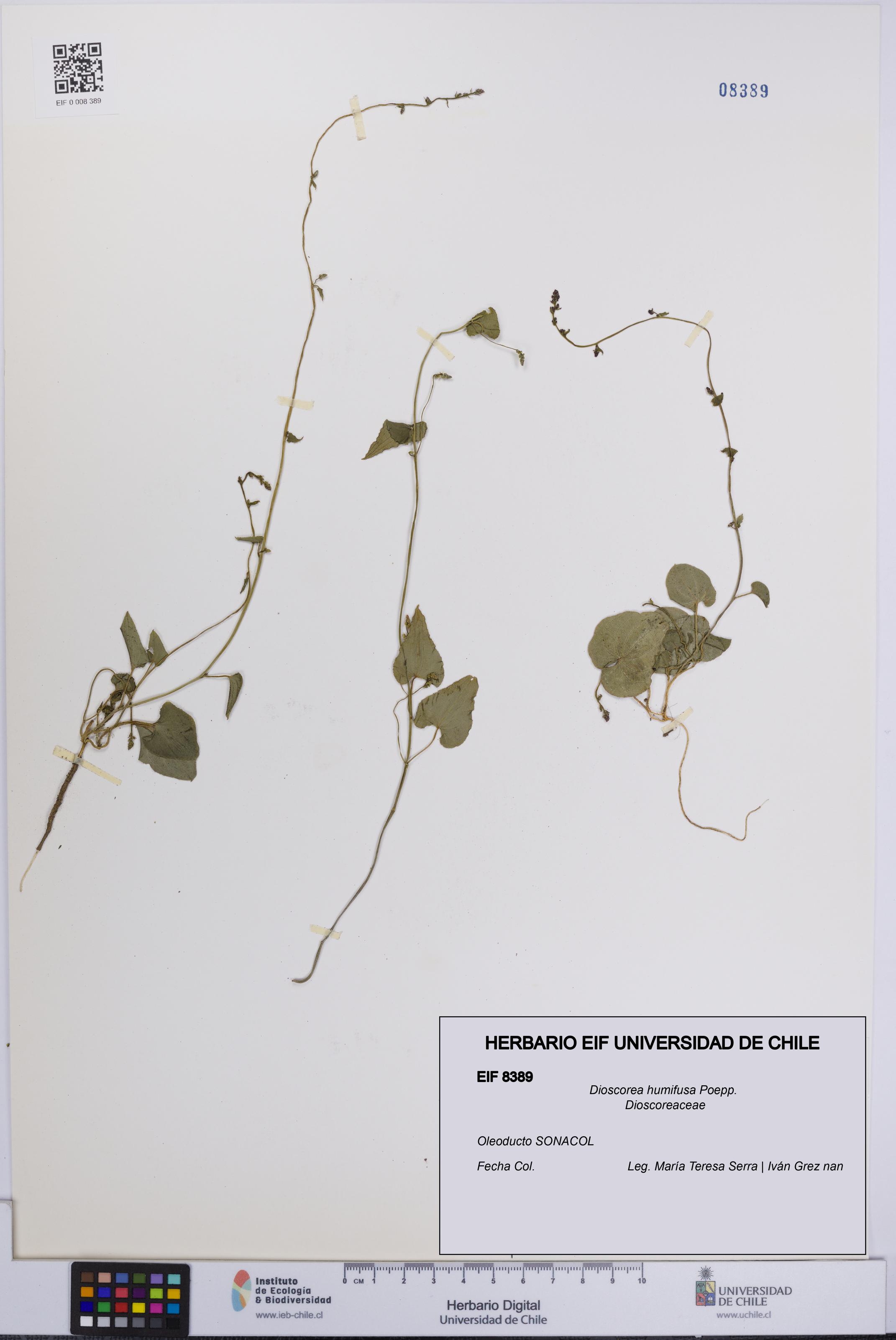 Dioscorea humifusa [Espécimen: UCH:EIF:0008389]