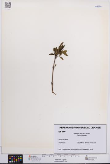 Colliguaja odorifera [Espécimen: UCH:EIF:0008390]