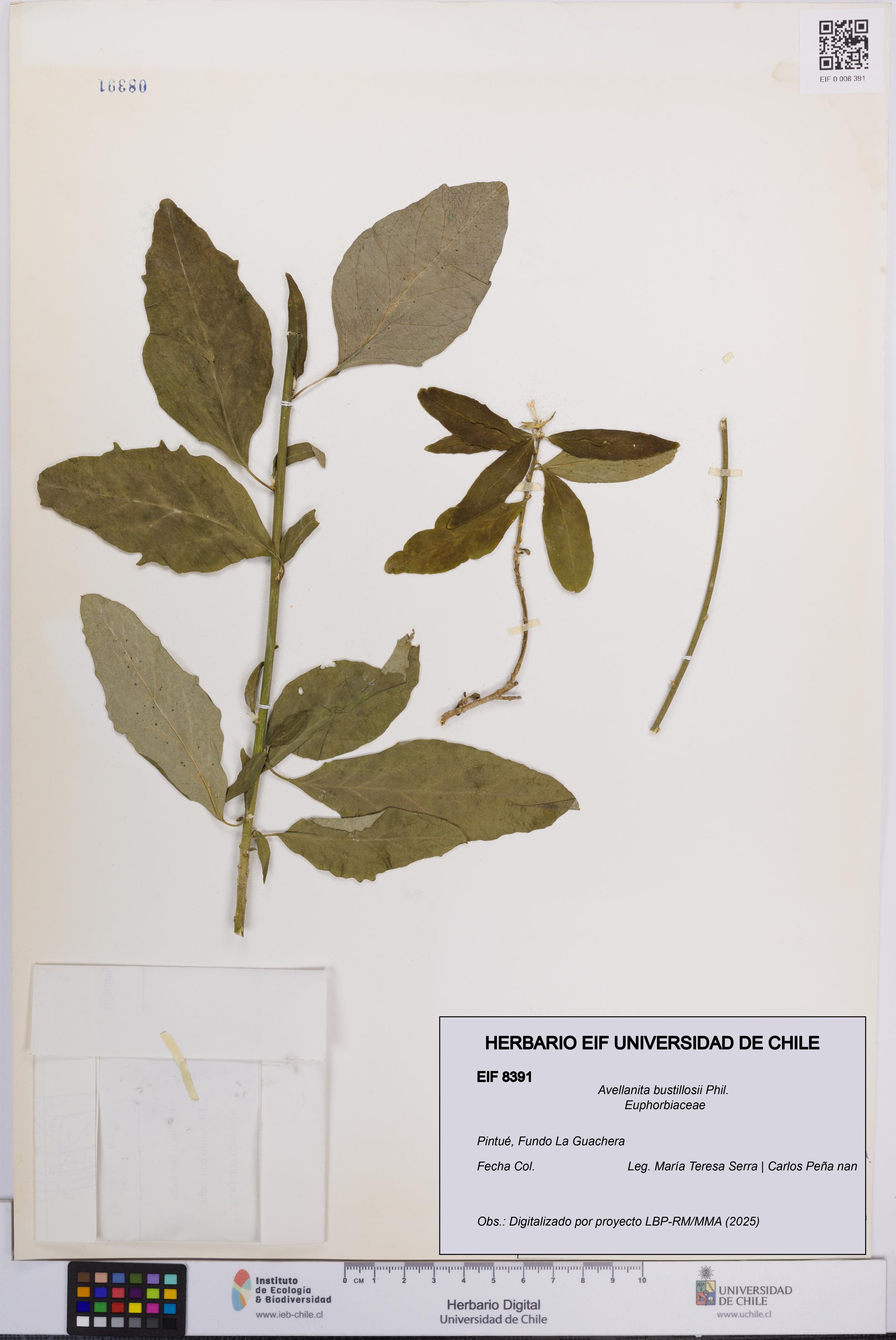 Avellanita bustillosii [Espécimen: UCH:EIF:0008391]