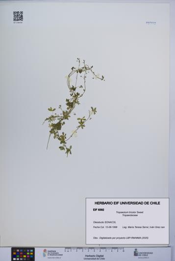 Tropaeolum tricolor [Espécimen: UCH:EIF:0008392]