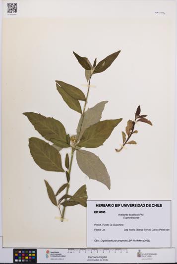 Avellanita bustillosii [Espécimen: UCH:EIF:0008395]