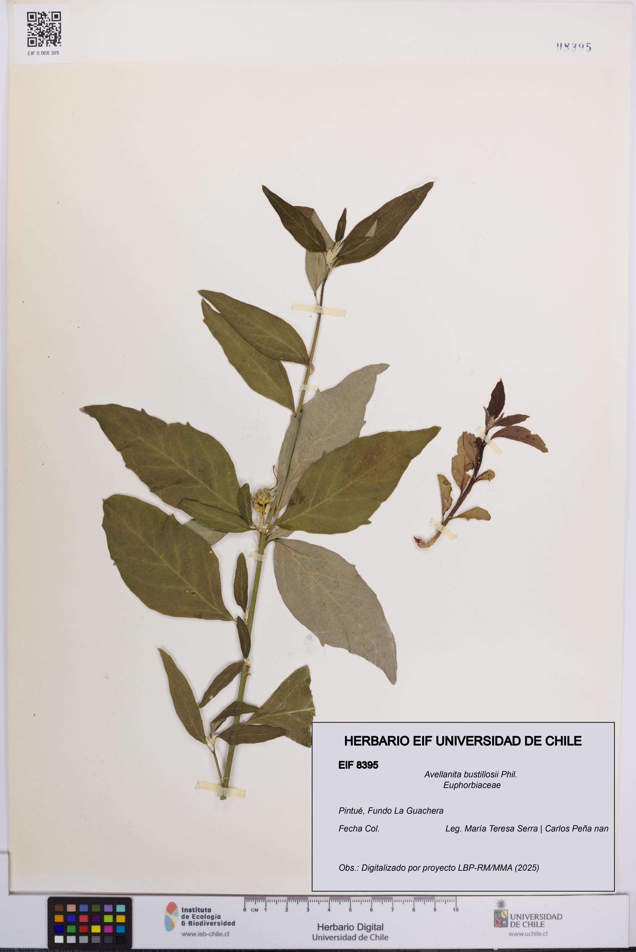 Avellanita bustillosii [Espécimen: UCH:EIF:0008395]