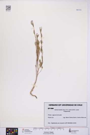 Clarkia tenella [Espécimen: UCH:EIF:0008396]