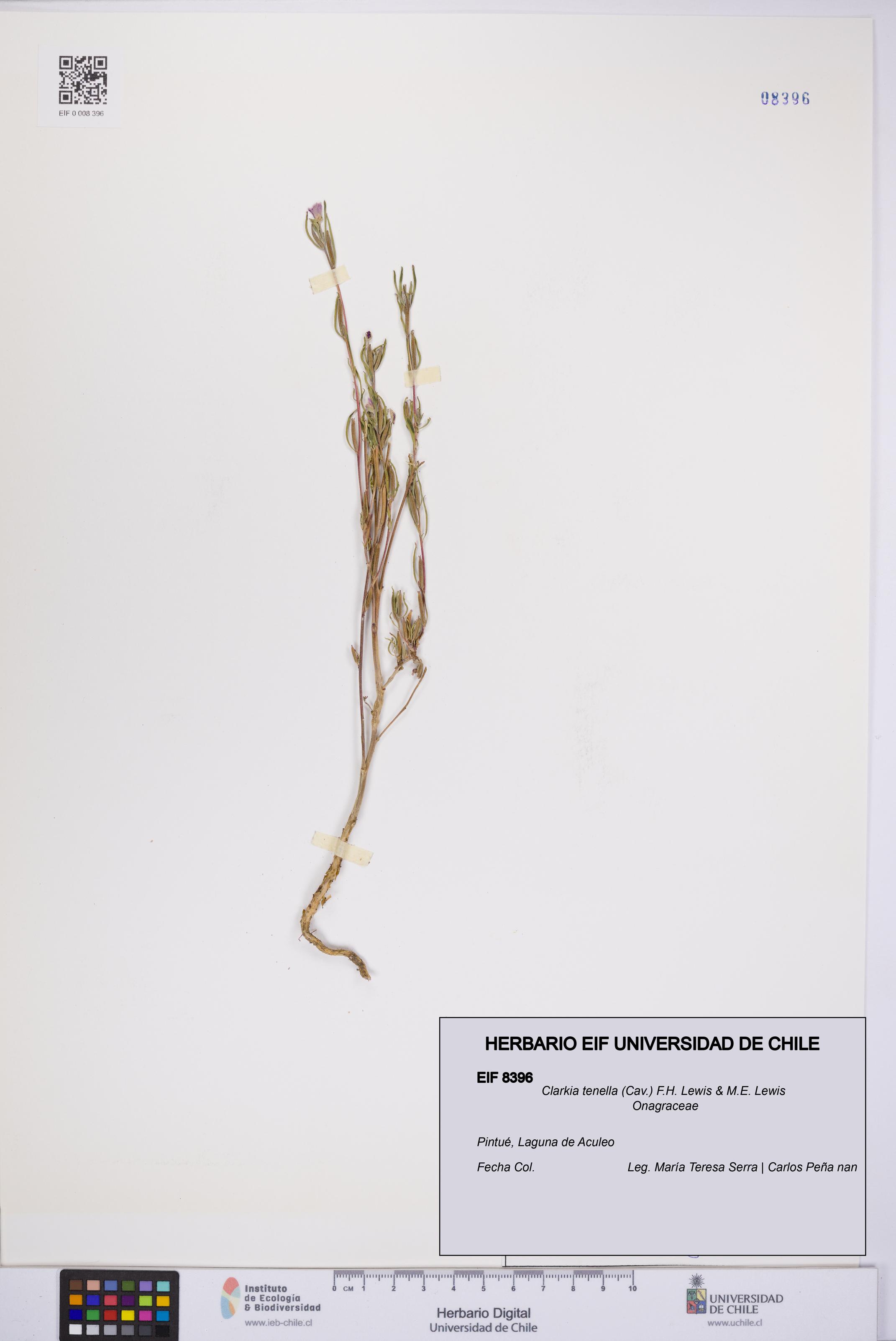 Clarkia tenella [Espécimen: UCH:EIF:0008396]