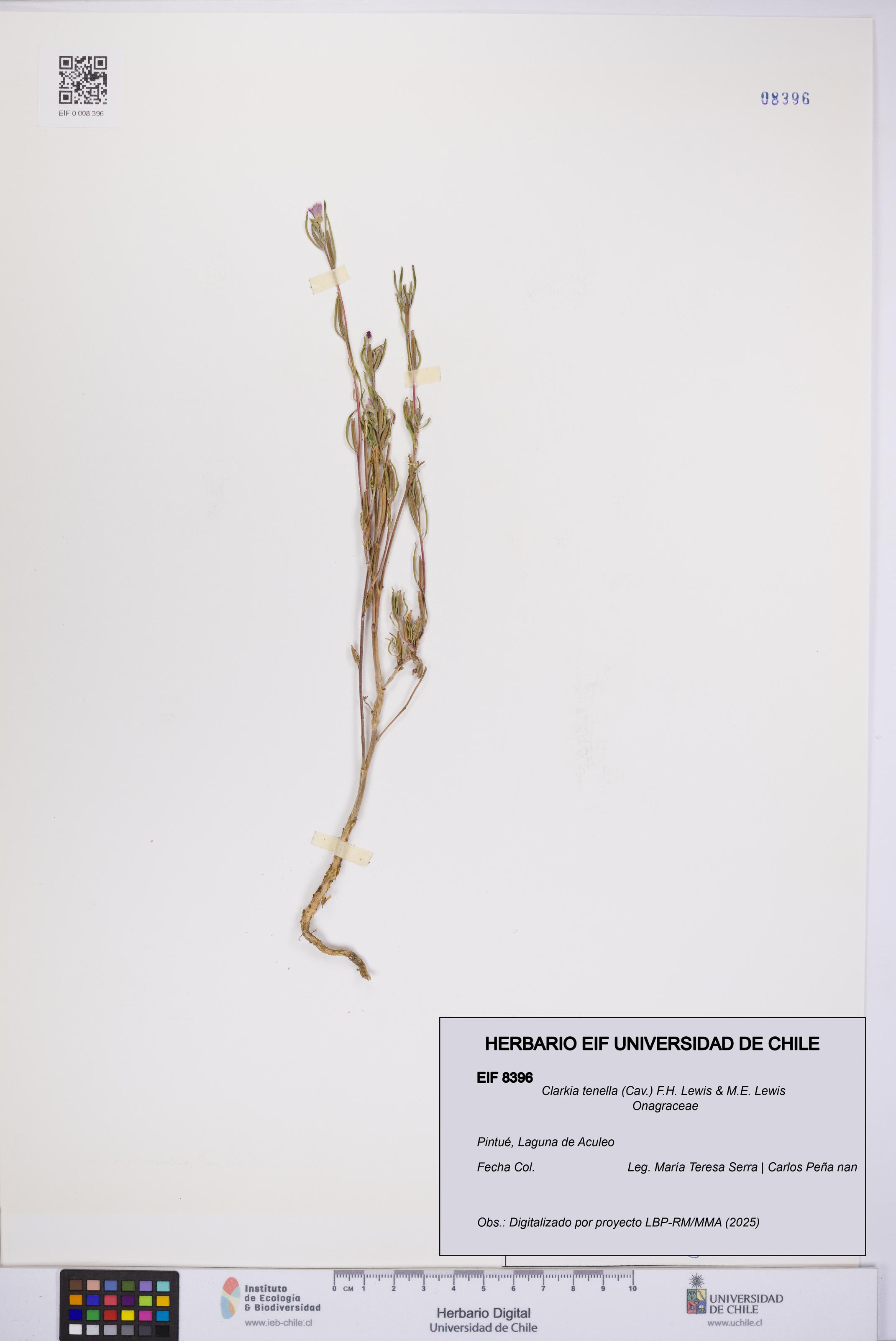 Clarkia tenella [Espécimen: UCH:EIF:0008396]