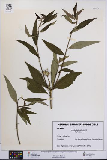 Avellanita bustillosii [Espécimen: UCH:EIF:0008397]