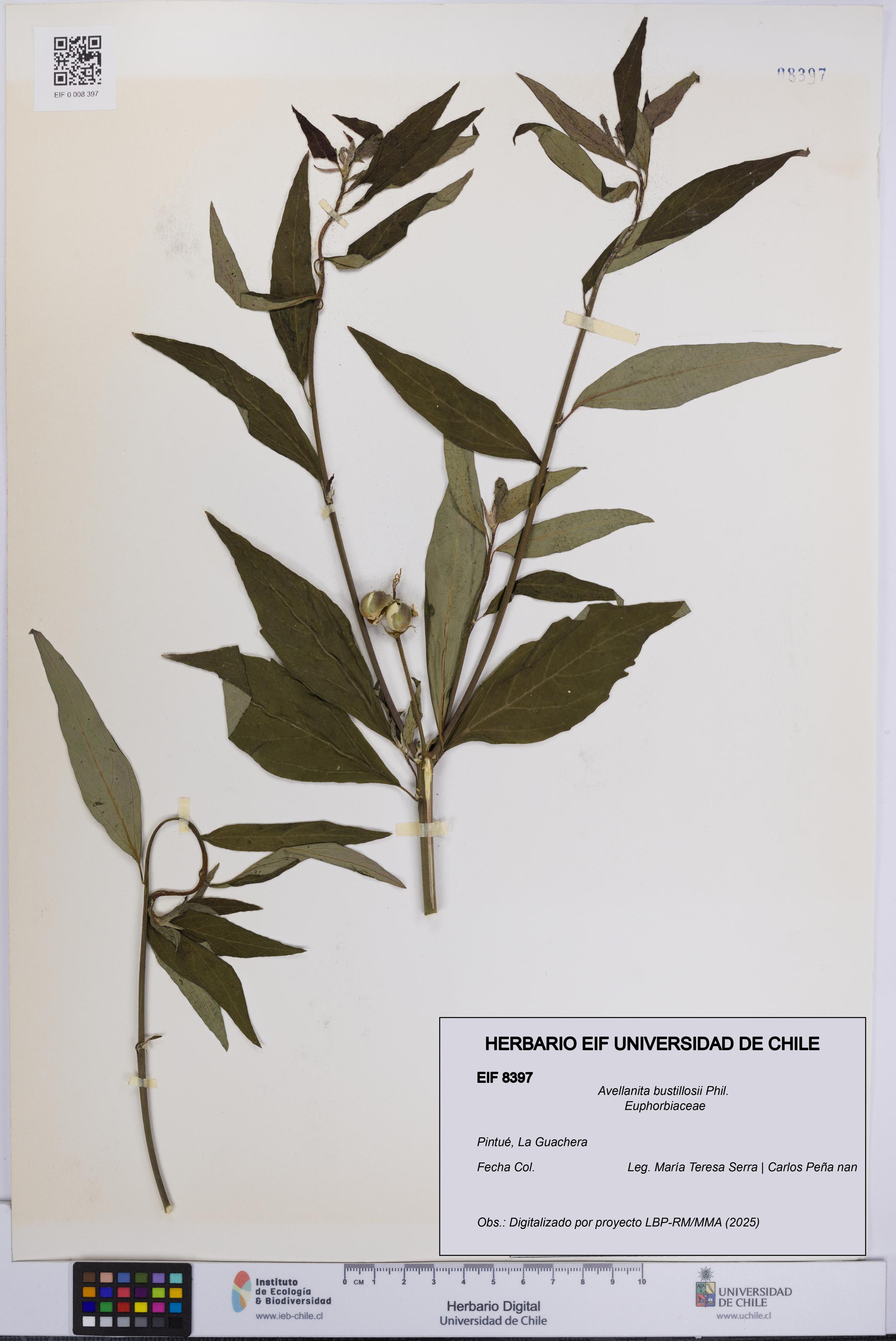 Avellanita bustillosii [Espécimen: UCH:EIF:0008397]