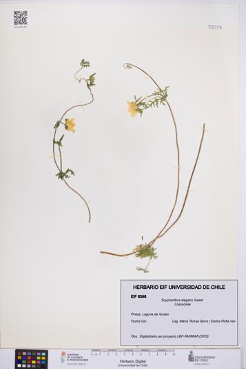 Scyphanthus elegans [Espécimen: UCH:EIF:0008398]