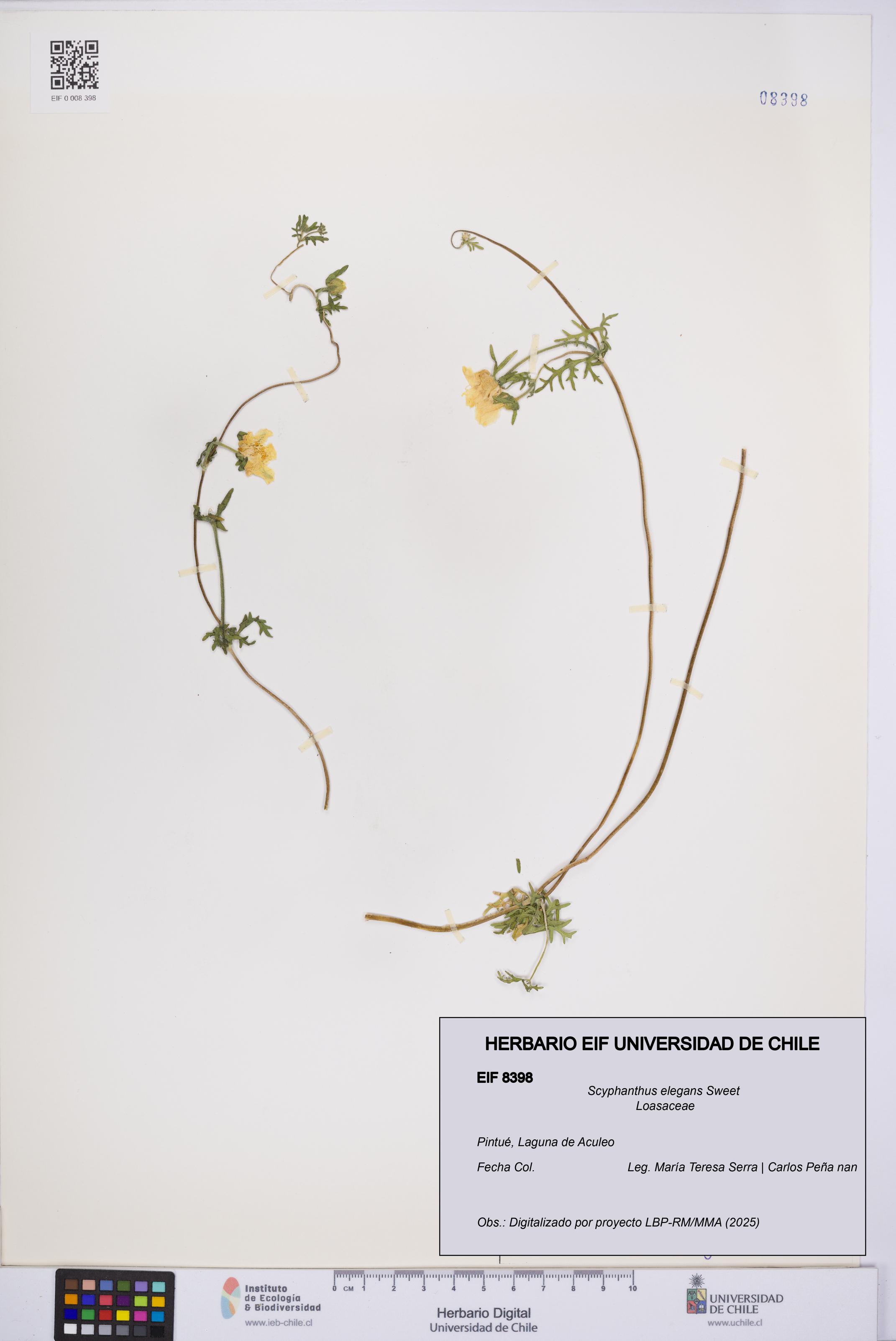 Scyphanthus elegans [Espécimen: UCH:EIF:0008398]