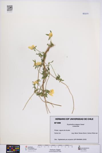 Scyphanthus elegans [Espécimen: UCH:EIF:0008399]