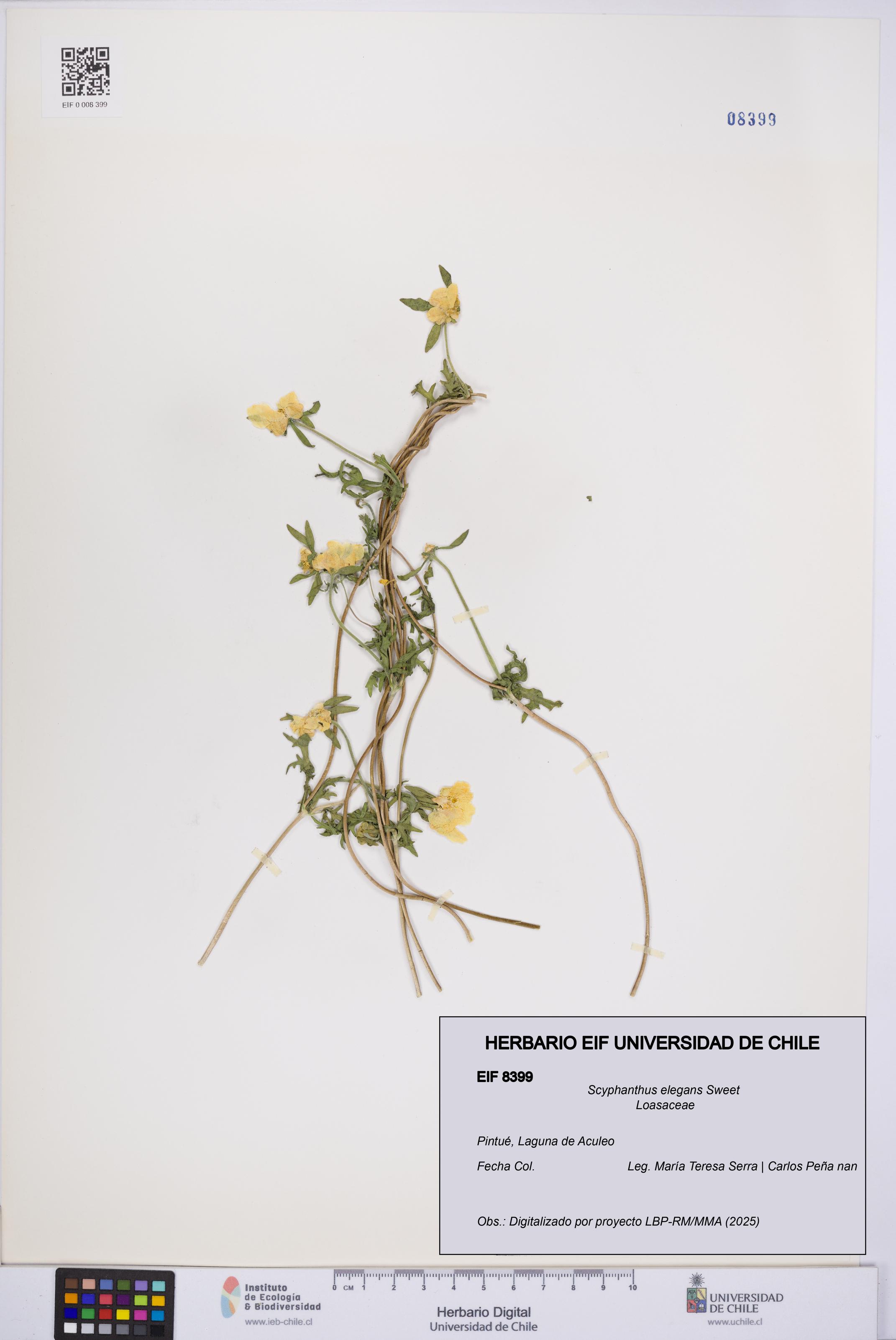Scyphanthus elegans [Espécimen: UCH:EIF:0008399]