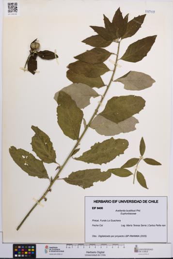 Avellanita bustillosii [Espécimen: UCH:EIF:0008400]