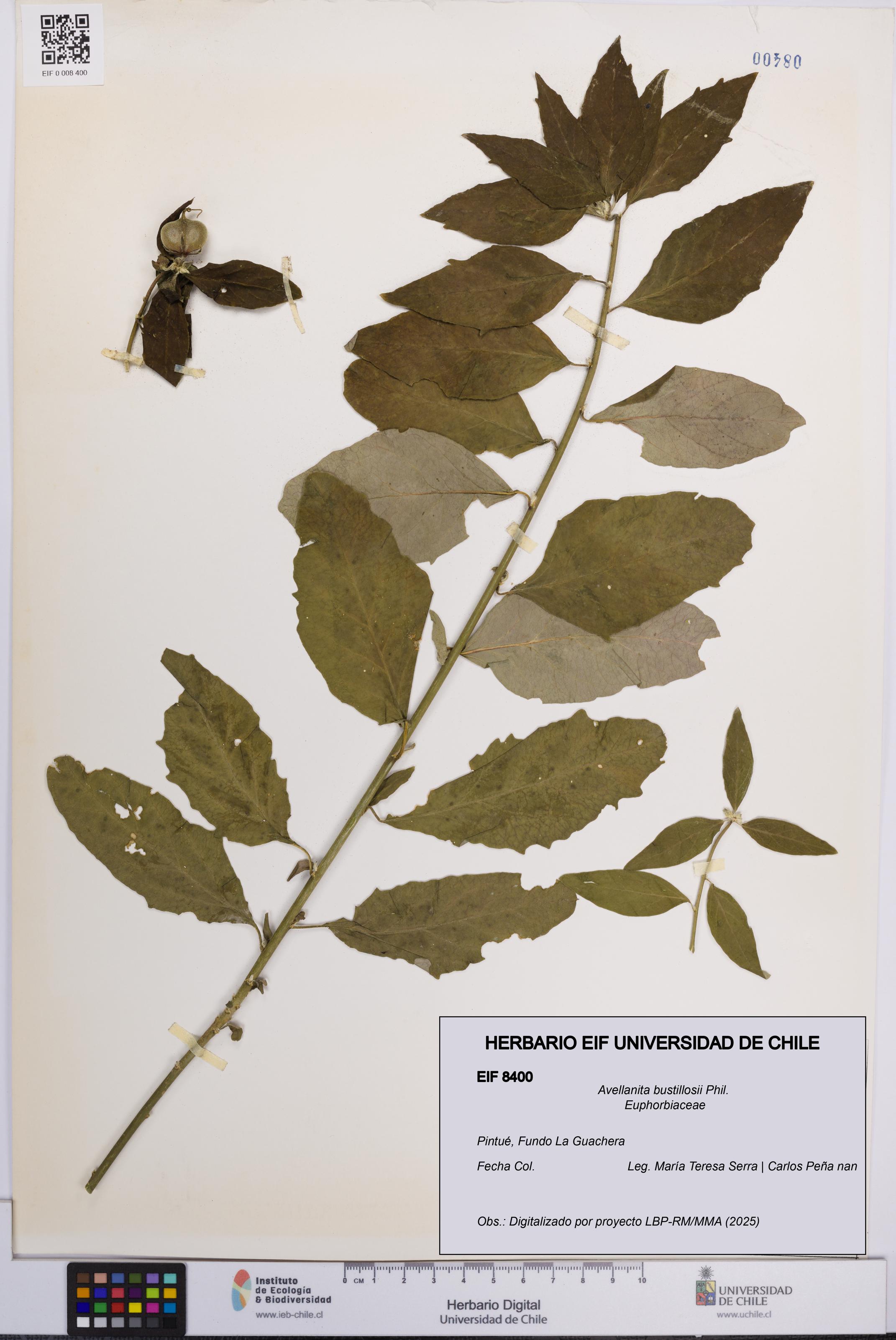 Avellanita bustillosii [Espécimen: UCH:EIF:0008400]