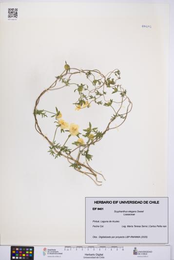 Scyphanthus elegans [Espécimen: UCH:EIF:0008401]