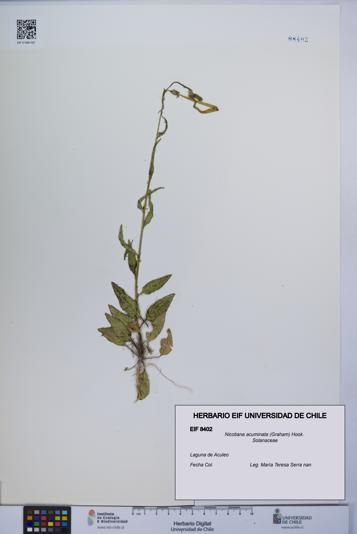 Nicotiana acuminata [Espécimen: UCH:EIF:0008402]