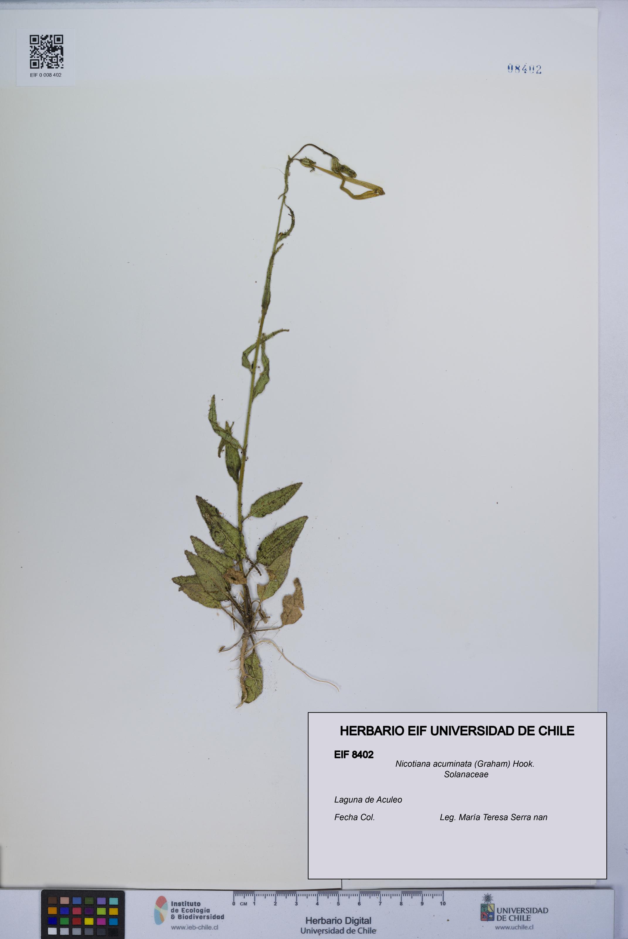 Nicotiana acuminata [Espécimen: UCH:EIF:0008402]