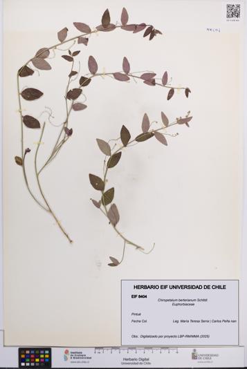 Chiropetalum berterianum [Espécimen: UCH:EIF:0008404]