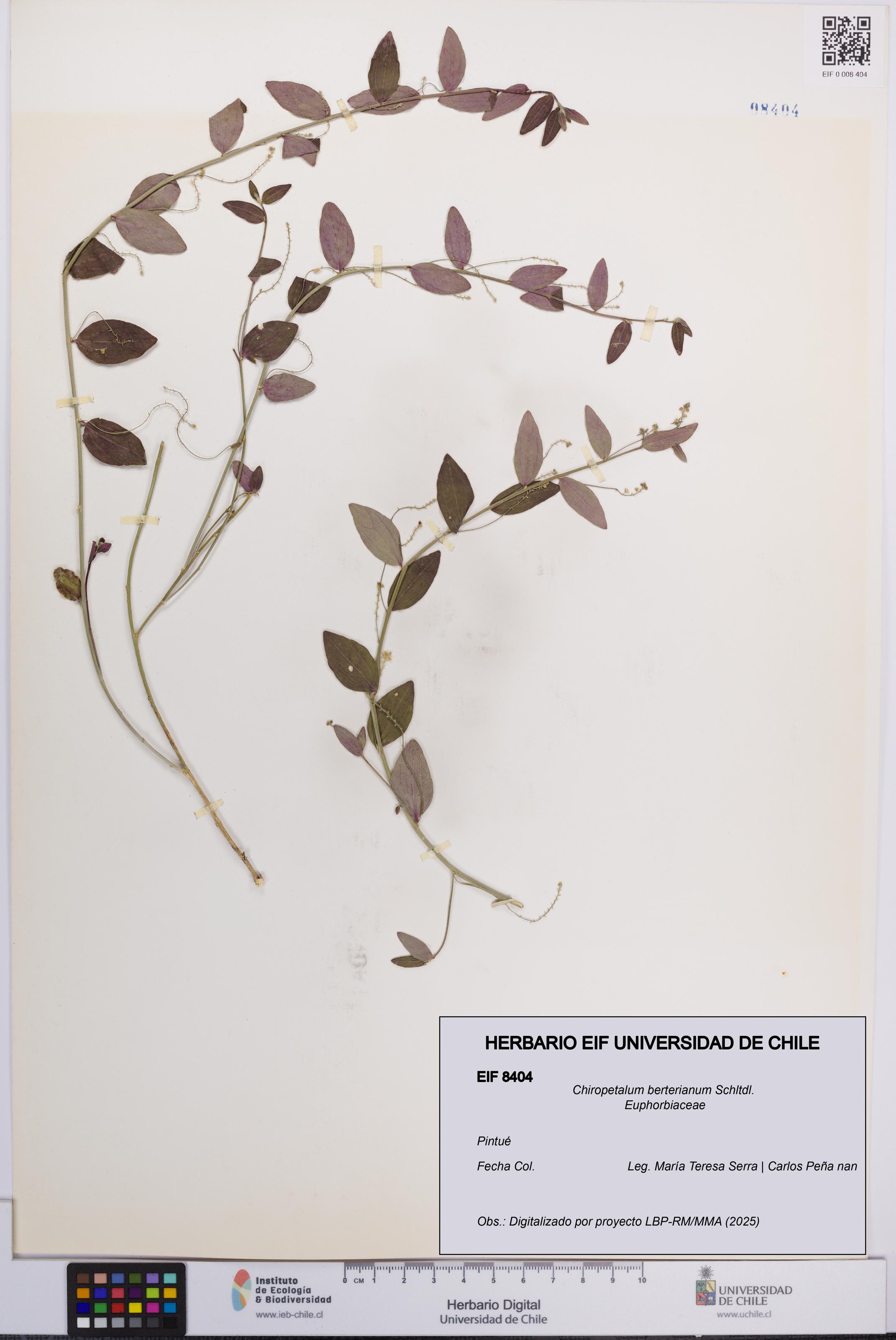 Chiropetalum berterianum [Espécimen: UCH:EIF:0008404]