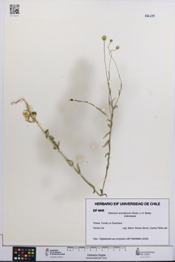 Helenium aromaticum [Espécimen: UCH:EIF:0008405]