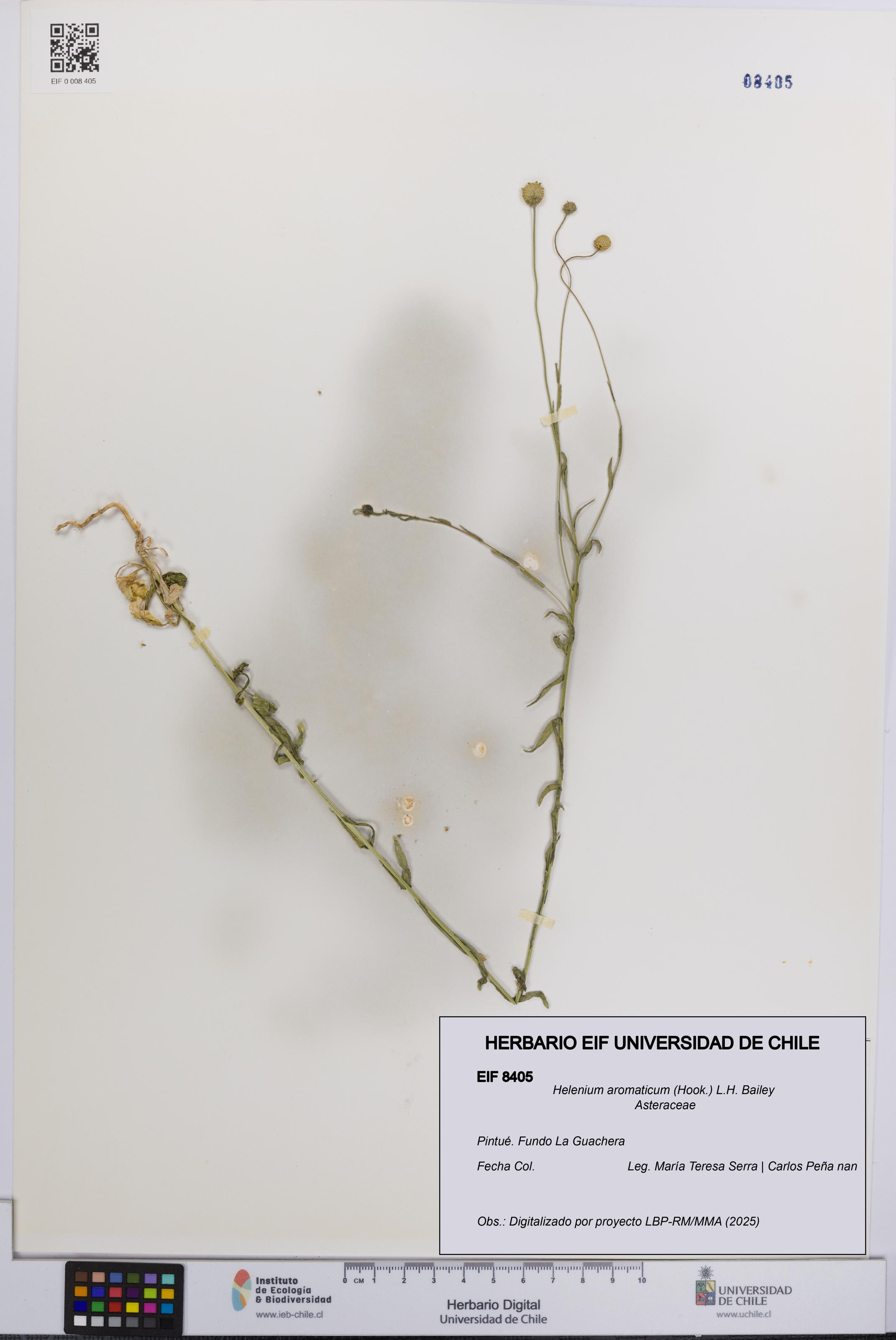 Helenium aromaticum [Espécimen: UCH:EIF:0008405]