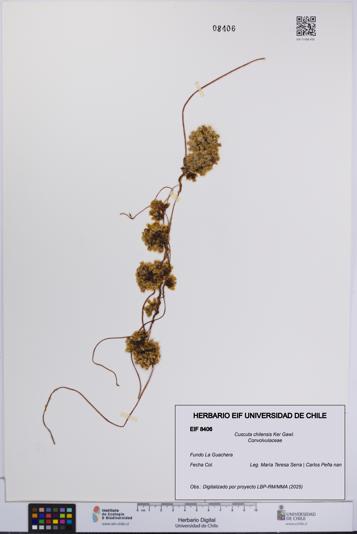 Cuscuta chilensis [Espécimen: UCH:EIF:0008406]
