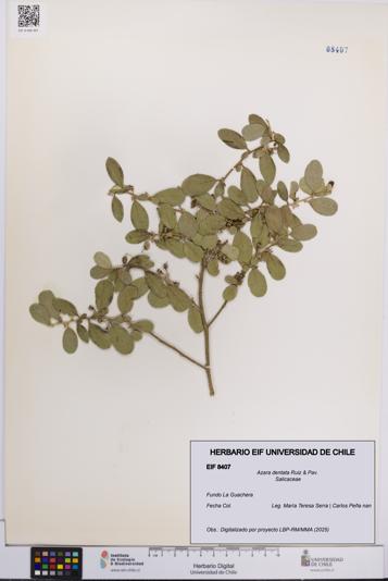 Azara dentata [Espécimen: UCH:EIF:0008407]