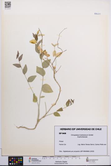 Chiropetalum berterianum [Espécimen: UCH:EIF:0008408]