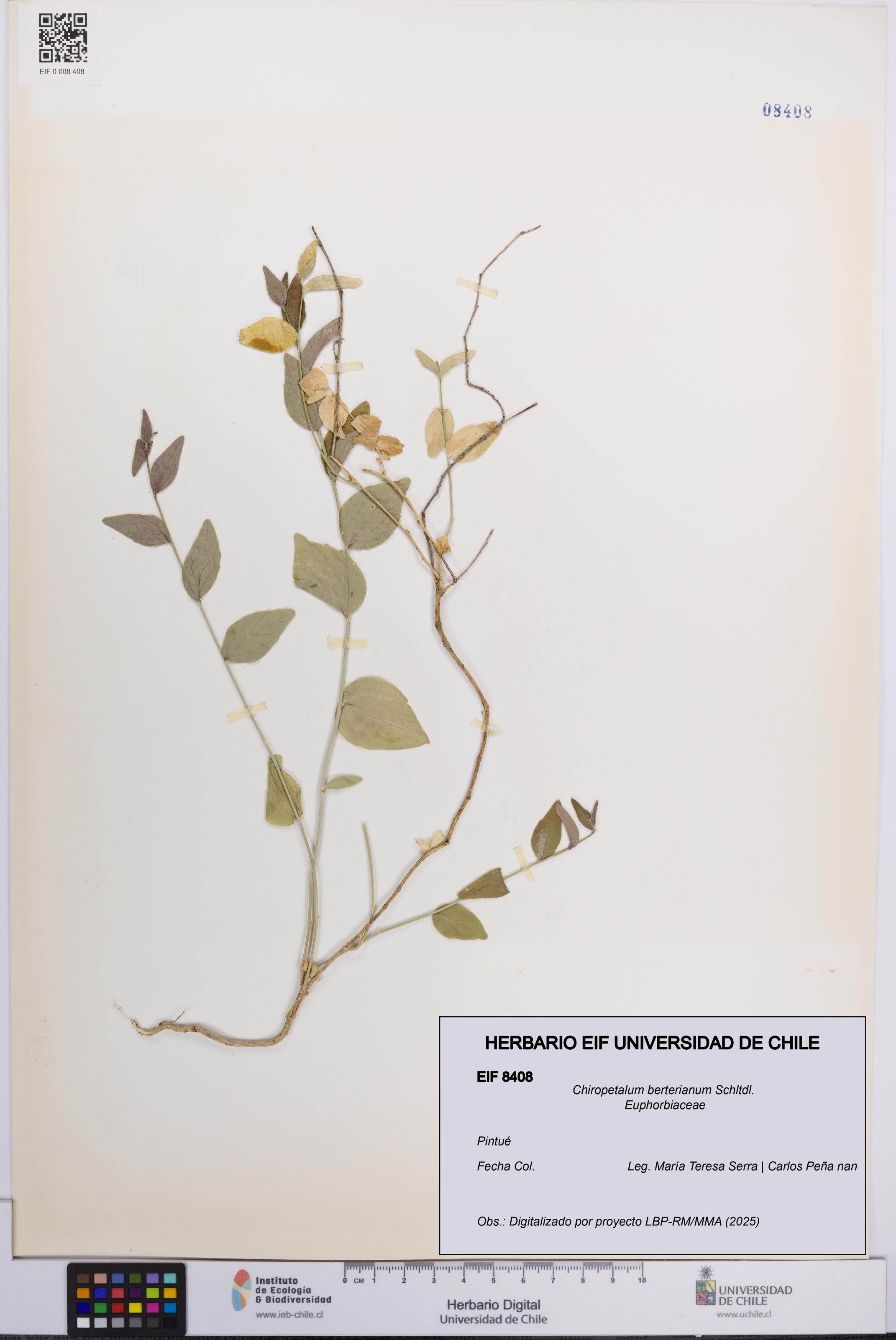 Chiropetalum berterianum [Espécimen: UCH:EIF:0008408]