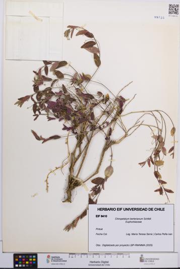 Chiropetalum berterianum [Espécimen: UCH:EIF:0008410]