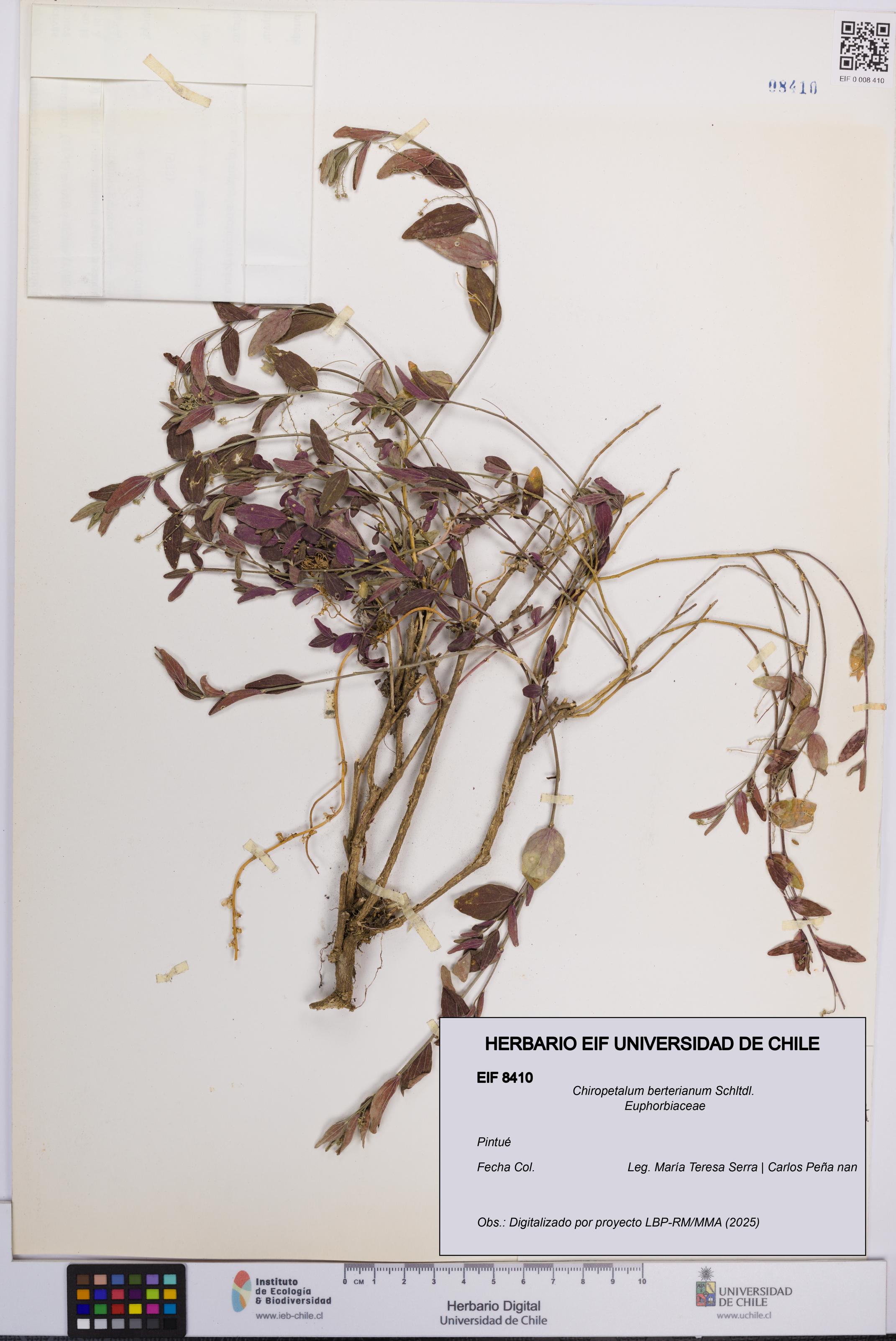 Chiropetalum berterianum [Espécimen: UCH:EIF:0008410]