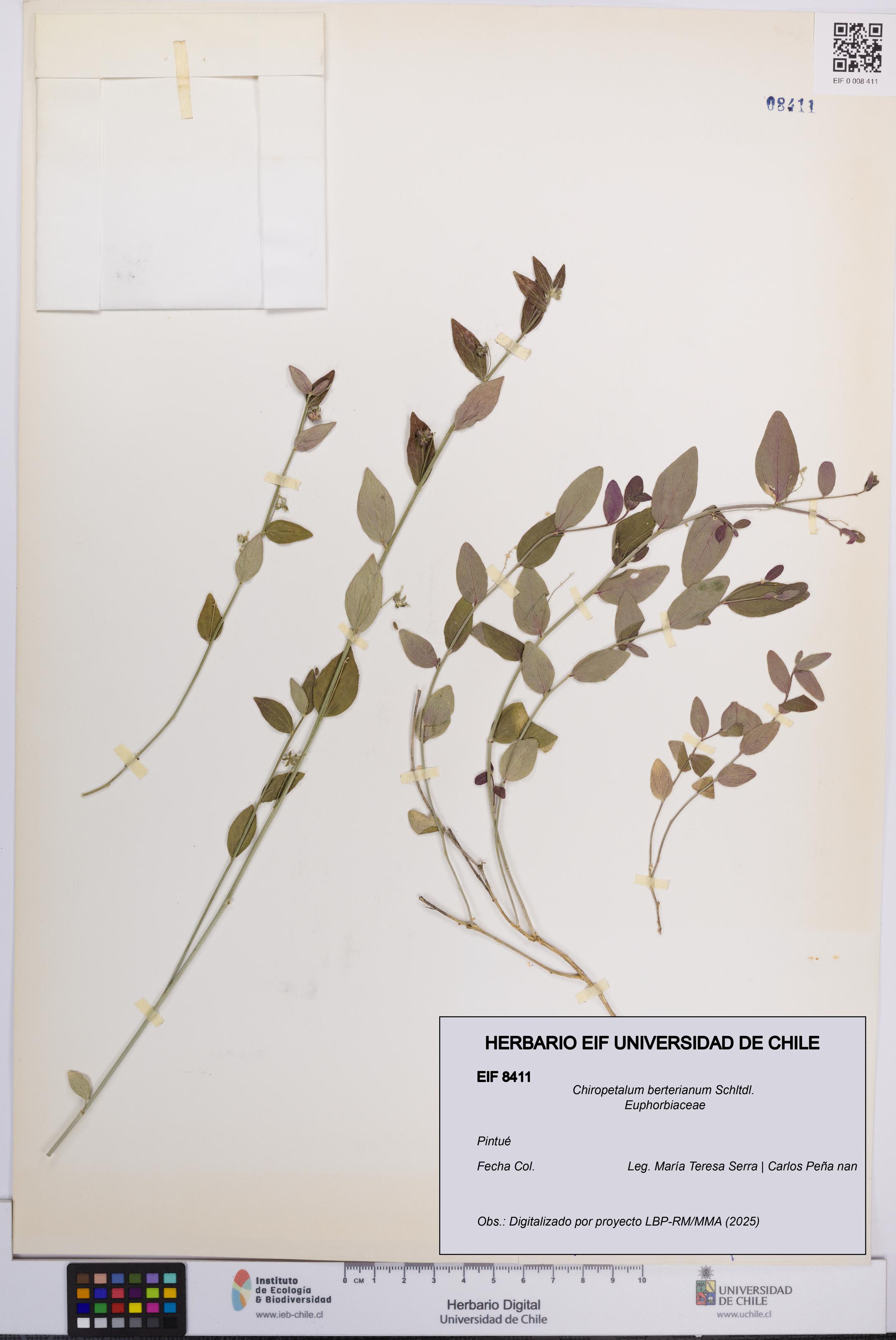 Chiropetalum berterianum [Espécimen: UCH:EIF:0008411]