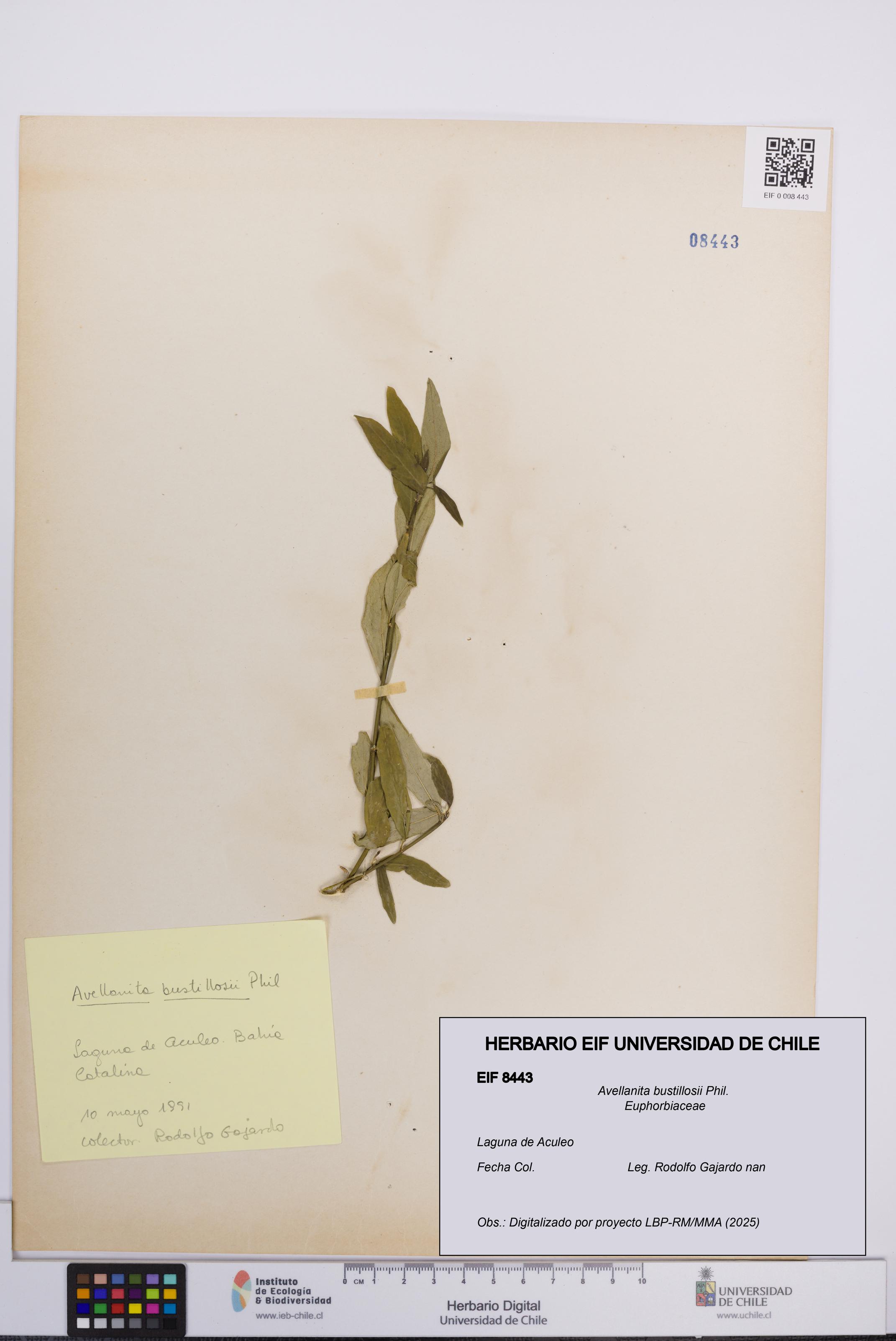 Avellanita bustillosii [Espécimen: UCH:EIF:0008443]