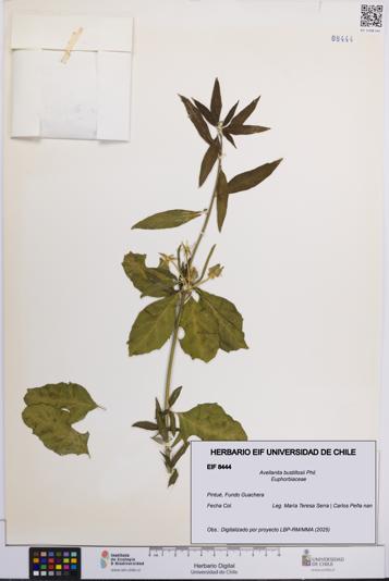 Avellanita bustillosii [Espécimen: UCH:EIF:0008444]