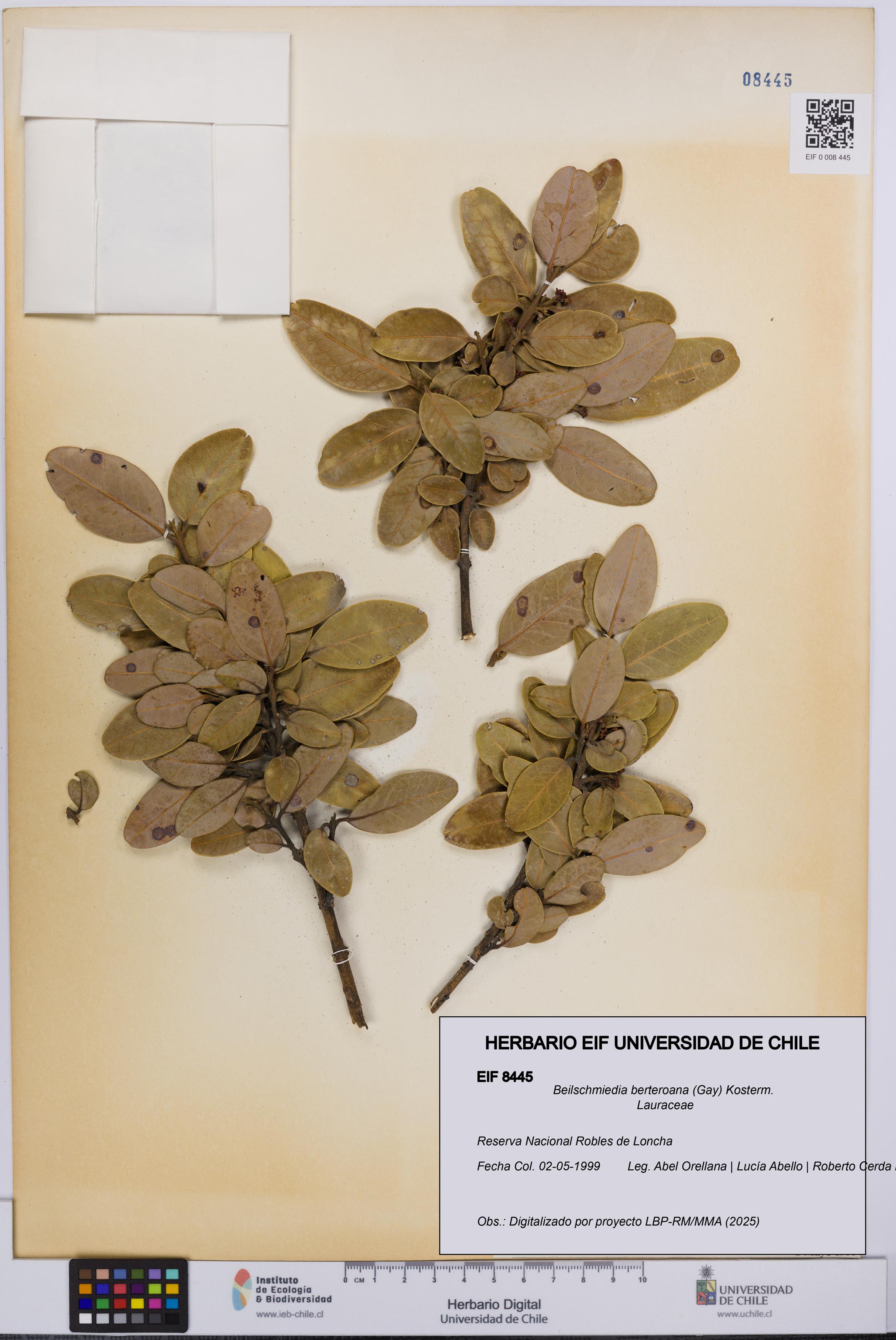 Beilschmiedia berteroana [Espécimen: UCH:EIF:0008445]