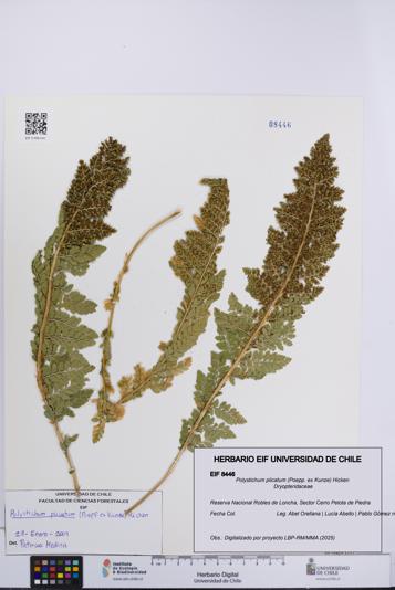 Polystichum plicatum [Espécimen: UCH:EIF:0008446]