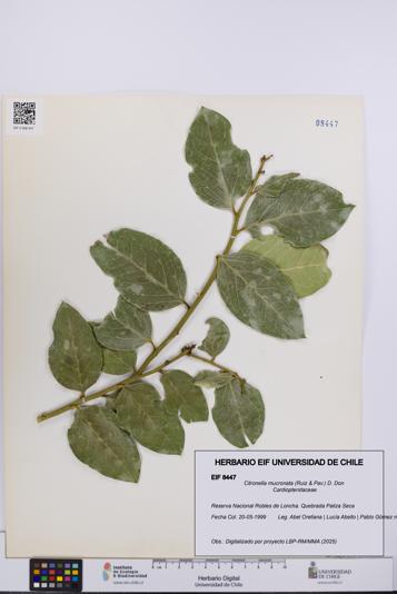 Citronella mucronata [Espécimen: UCH:EIF:0008447]