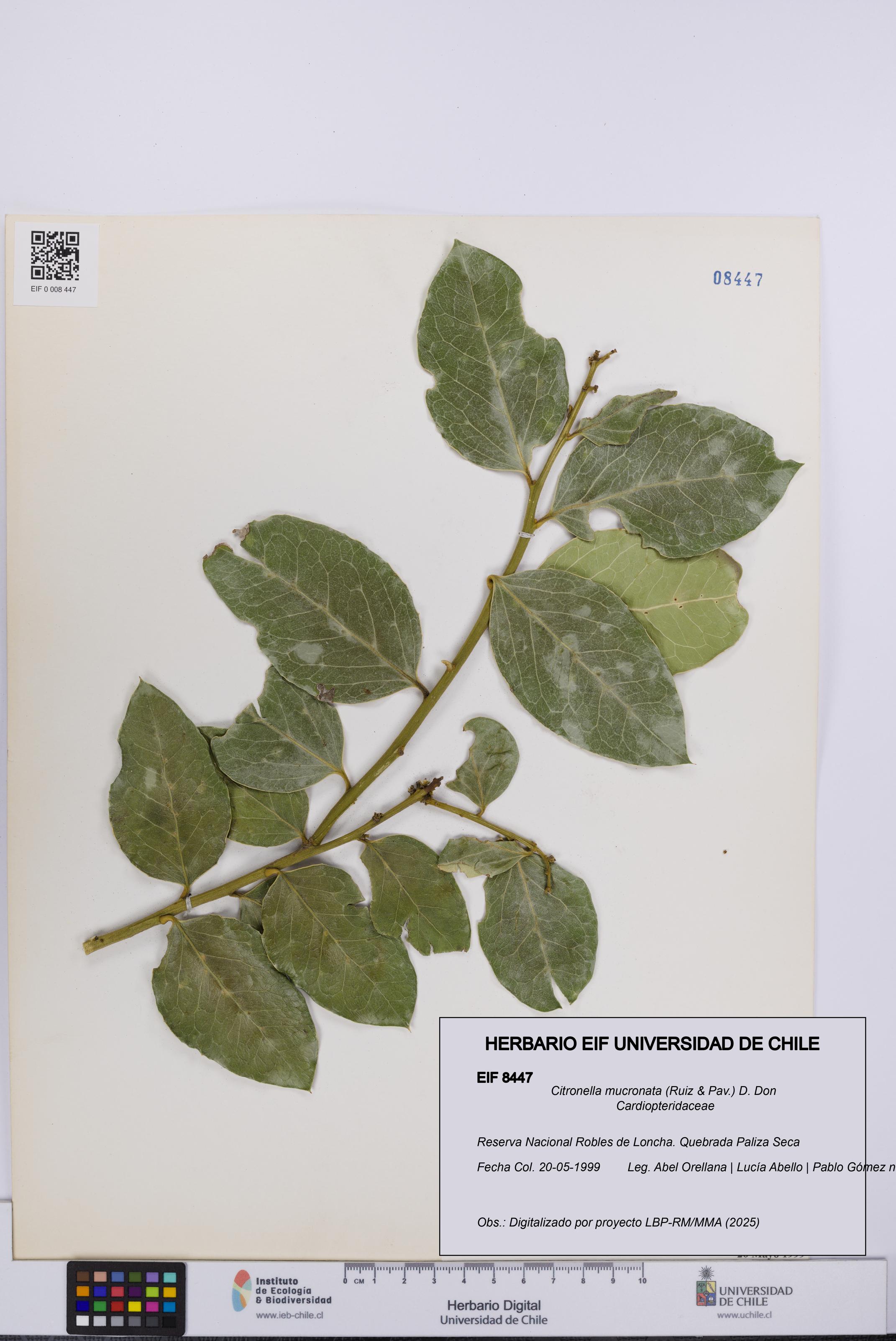 Citronella mucronata [Espécimen: UCH:EIF:0008447]