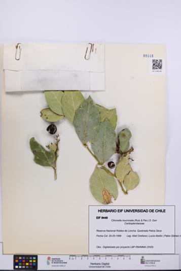 Citronella mucronata [Espécimen: UCH:EIF:0008448]