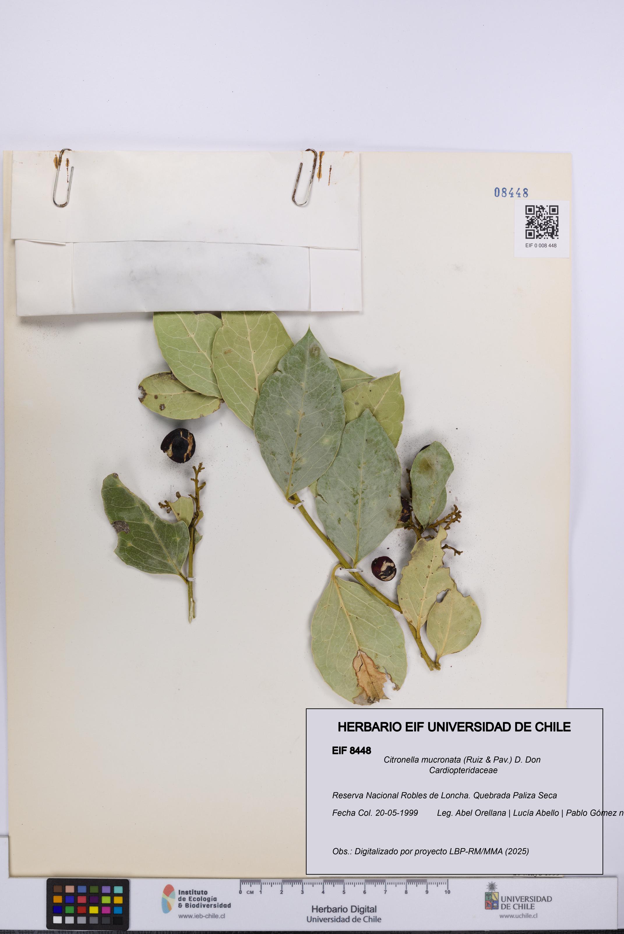 Citronella mucronata [Espécimen: UCH:EIF:0008448]