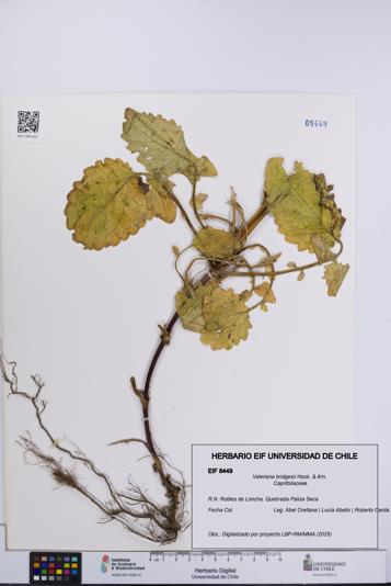 Valeriana bridgesii [Espécimen: UCH:EIF:0008449]