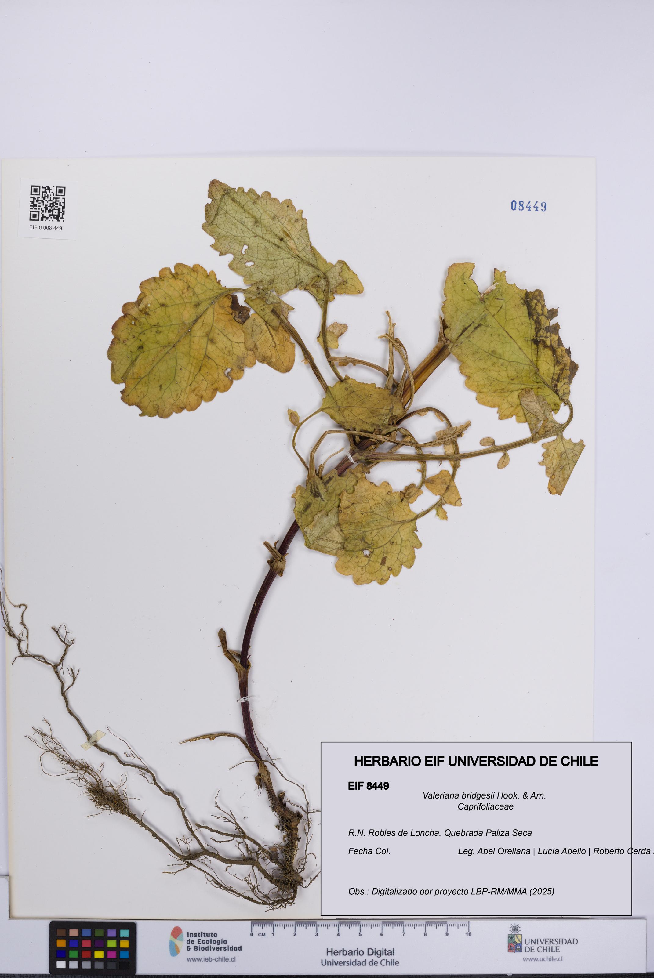 Valeriana bridgesii [Espécimen: UCH:EIF:0008449]