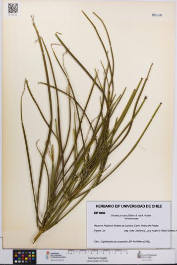 Diostea juncea [Espécimen: UCH:EIF:0008450]