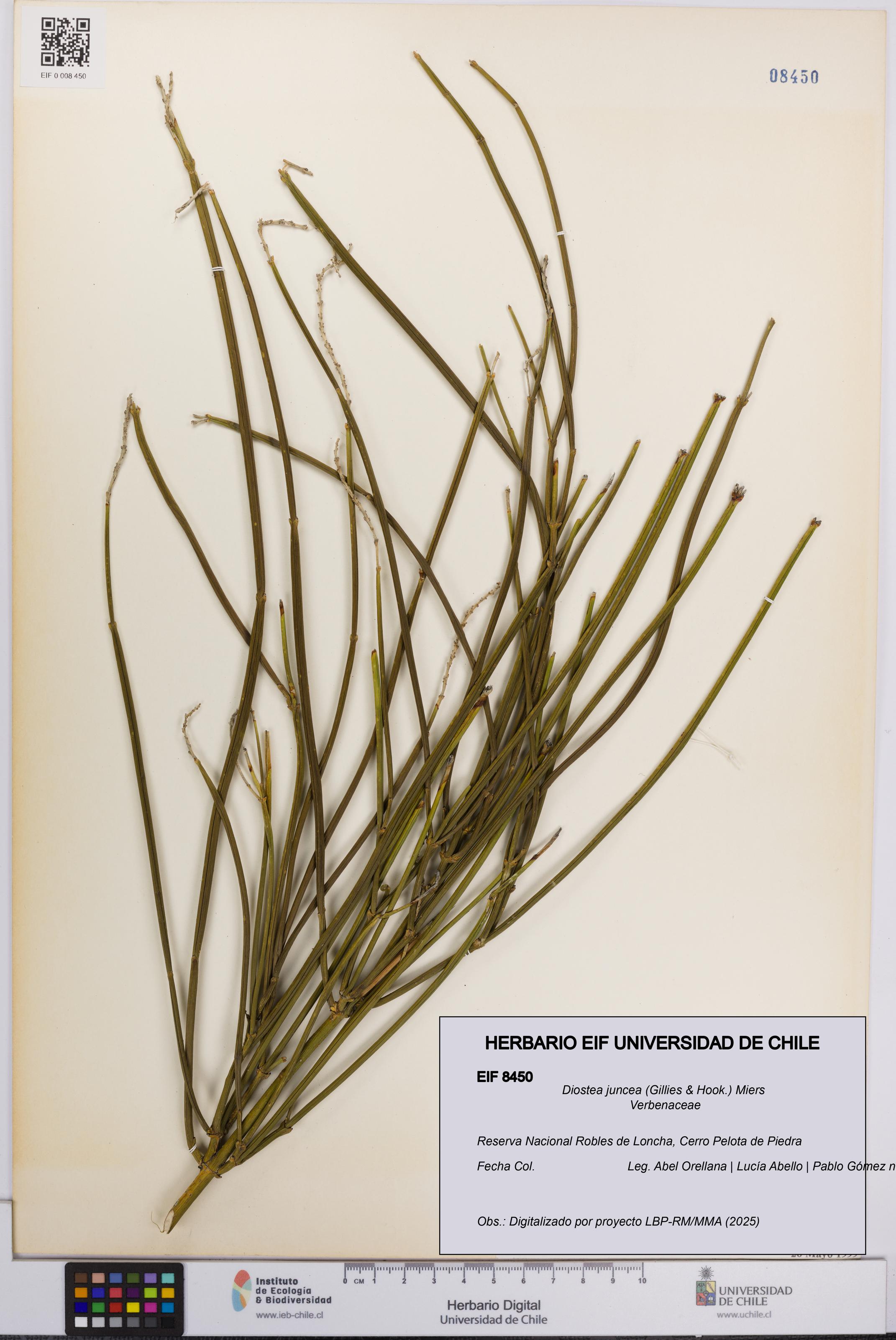 Diostea juncea [Espécimen: UCH:EIF:0008450]