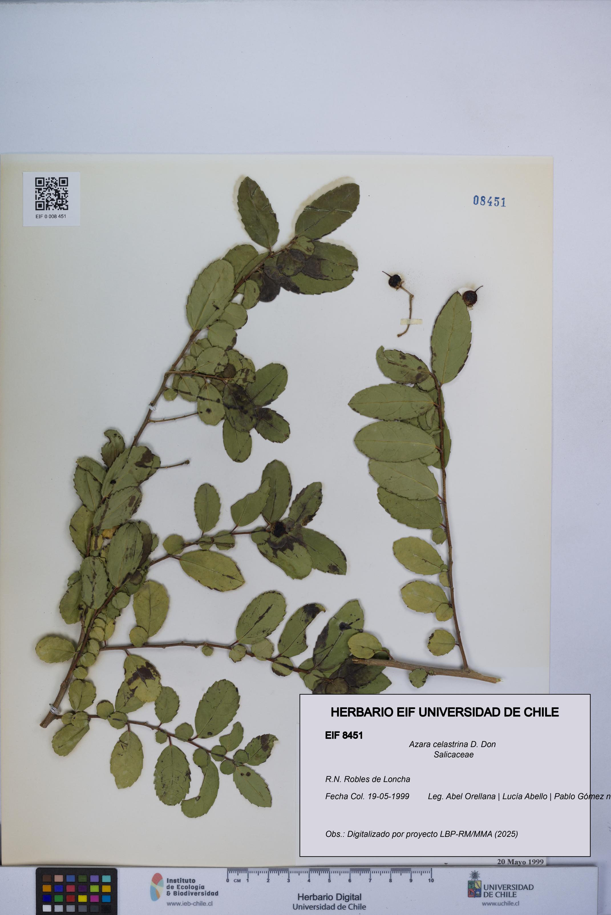 Azara celastrina [Espécimen: UCH:EIF:0008451]