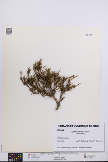 Ephedra chilensis [Espécimen: UCH:EIF:0008452]