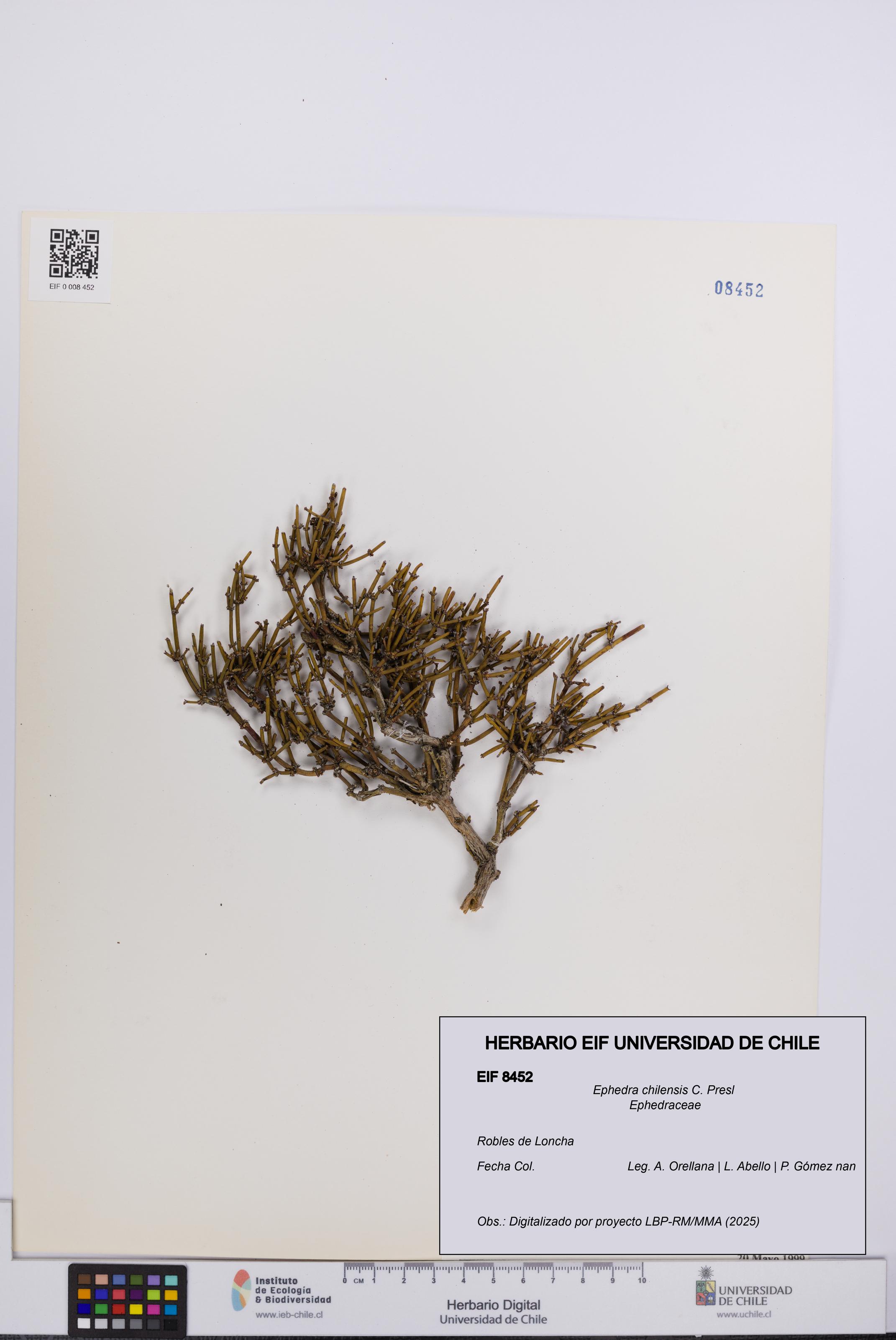 Ephedra chilensis [Espécimen: UCH:EIF:0008452]