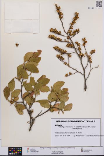 Nothofagus macrocarpa [Espécimen: UCH:EIF:0008453]